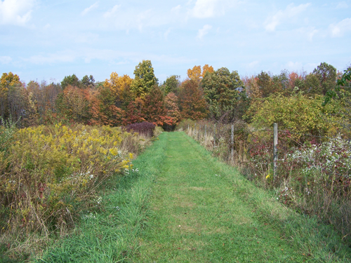 Full Spectrum Meditation Walks